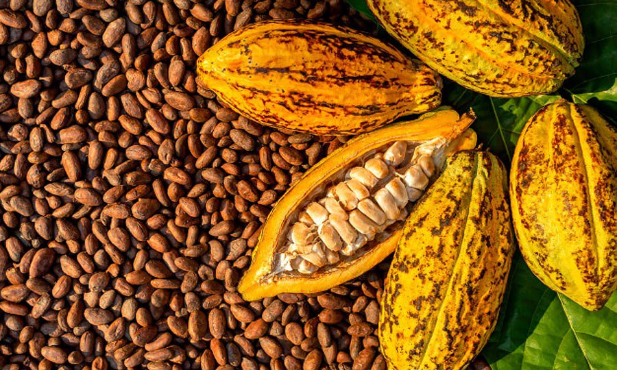 Tons of cocoa stranded at ports due to CBN docs. – Cocoa exporters