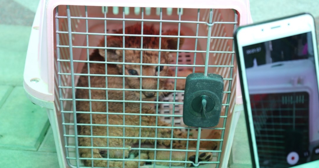 Lion Cub rescued in Nigeria