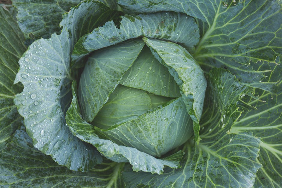 Interesting reasons you should add Cabbage to your Daily Diet 
