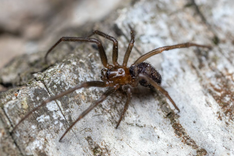Common habits that attract spider into the home 